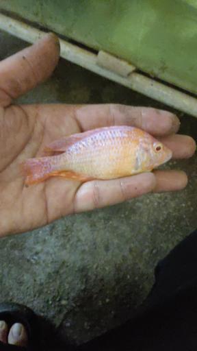 عکس اکواریوم سیلور