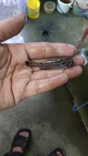 عکس اکواریوم سیلور