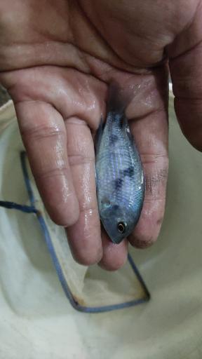 عکس اکواریوم سیلور