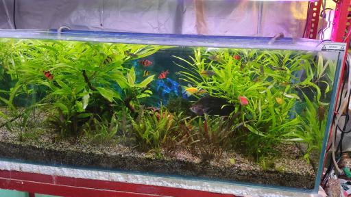 عکس اکواریوم سیلور