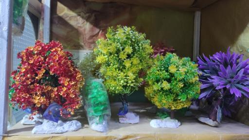 عکس اکواریوم سیلور