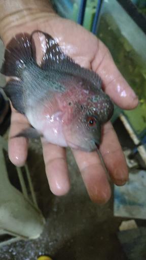 عکس اکواریوم سیلور