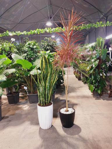 عکس نمایشگاه گل و گیاه سلمان