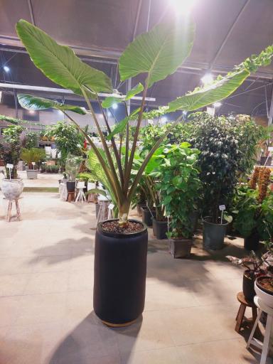 عکس نمایشگاه گل و گیاه سلمان