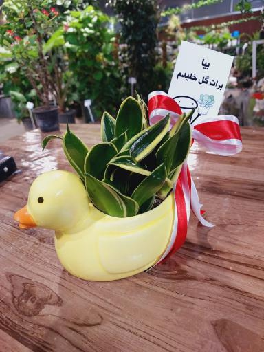 عکس نمایشگاه گل و گیاه سلمان