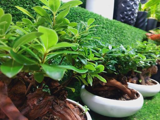 عکس نمایشگاه گل و گیاه سلمان