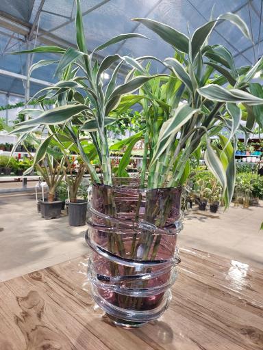 عکس نمایشگاه گل و گیاه سلمان