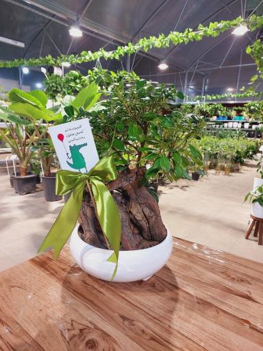 عکس نمایشگاه گل و گیاه سلمان