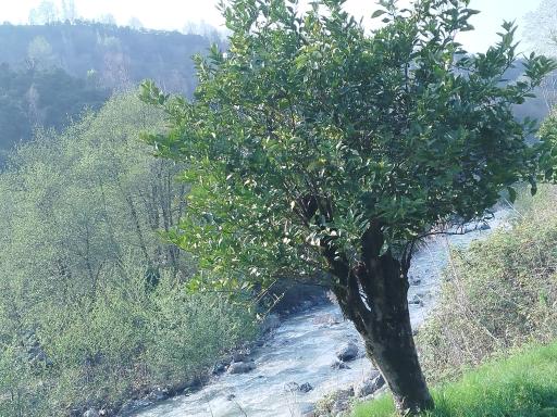 جنگل غرب مازندران