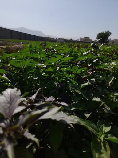 عکس سبزی فروشی فلاحی 