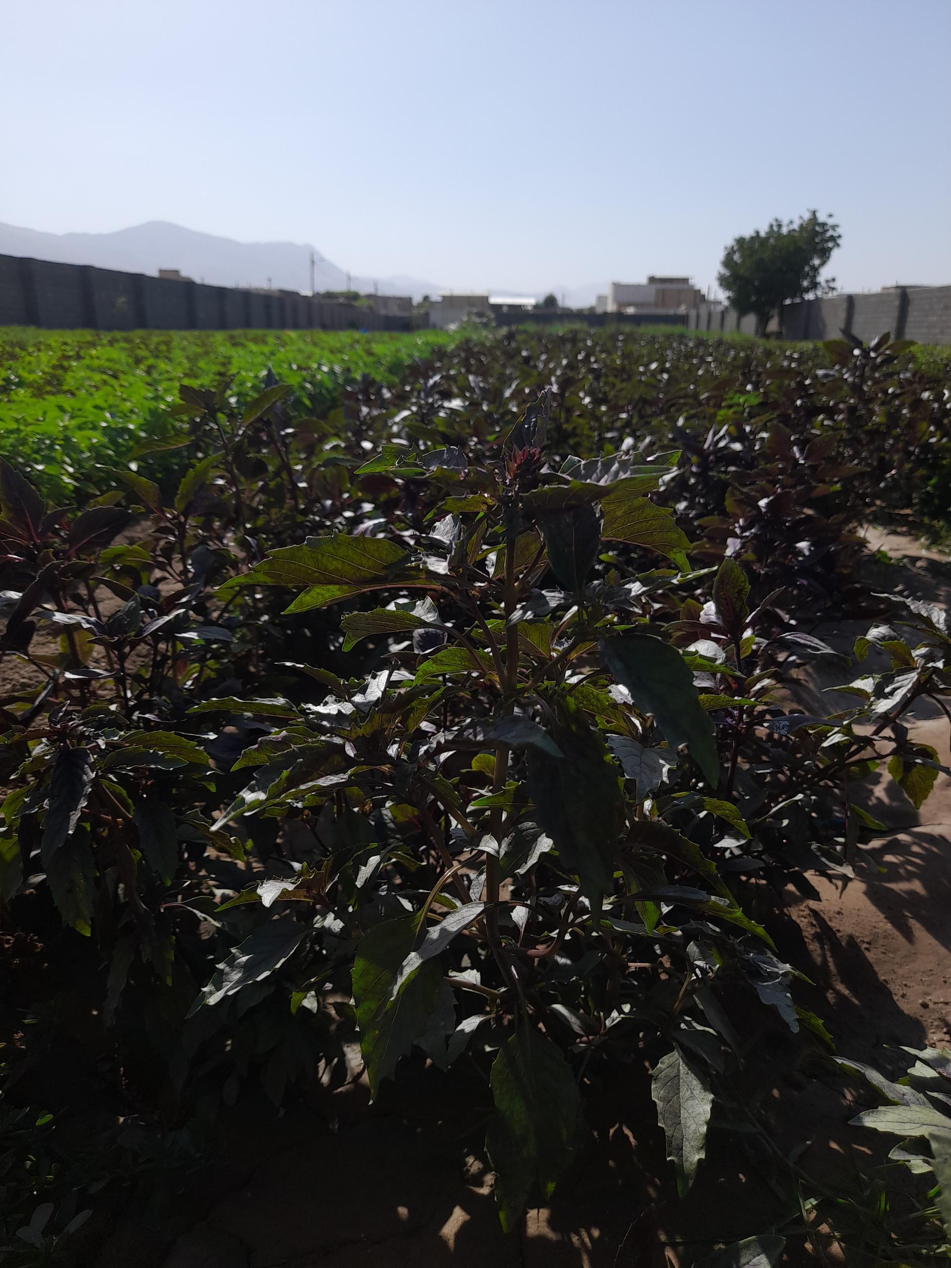 عکس سبزی فروشی فلاحی 