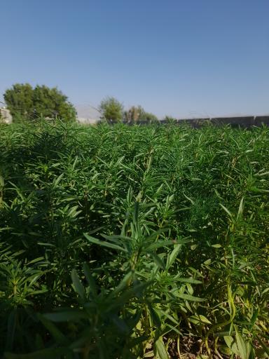 عکس سبزی فروشی فلاحی 