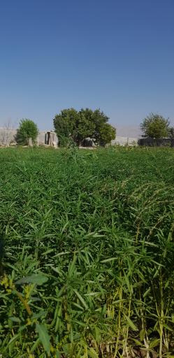 عکس سبزی فروشی فلاحی 