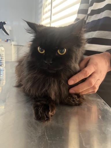 عکس بیمارستان دامپزشکی اطلس