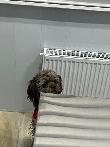 عکس بیمارستان دامپزشکی اطلس