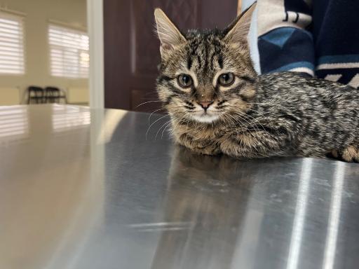 عکس بیمارستان دامپزشکی اطلس