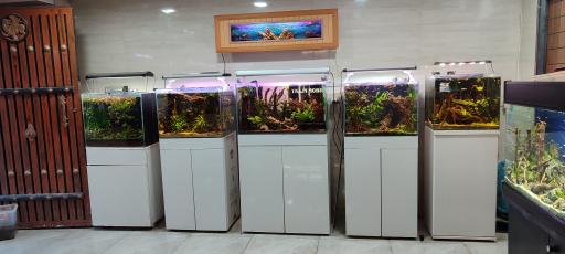 اکواریوم ماهی شاپ