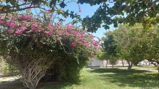 عکس پارک هنرمندان