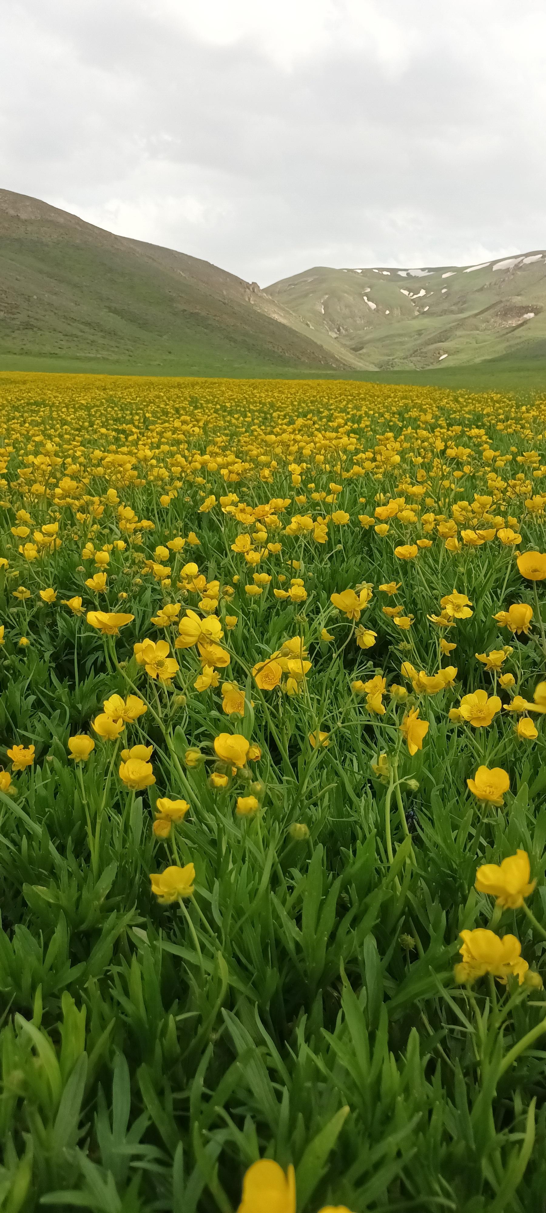 عکس قرخ بلاغ