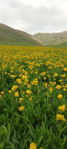 عکس قرخ بلاغ