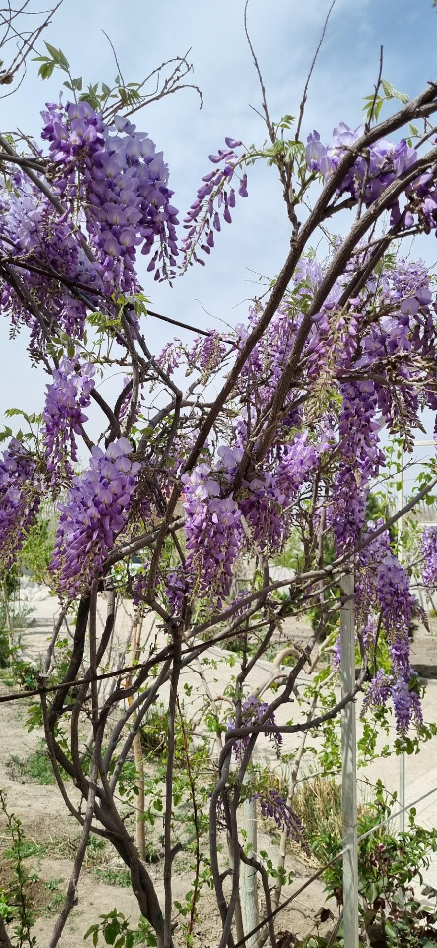 عکس باغ با صفا 