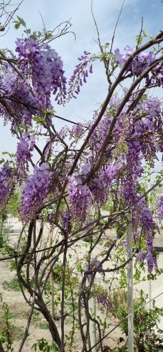 عکس باغ با صفا 