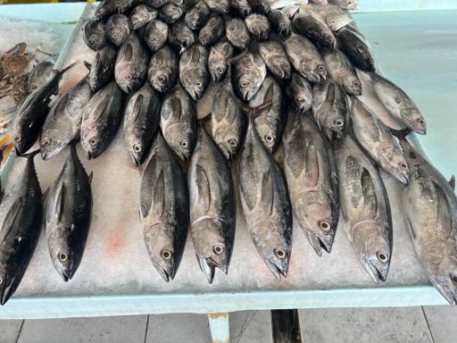 عکس بازار ماهی فروشان قشم