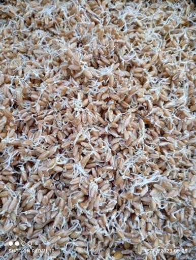 عکس سلامت کده بهشتی 