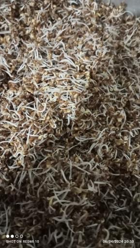 سلامت کده بهشتی 