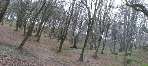 عکس پارک جنگلی خرماچال