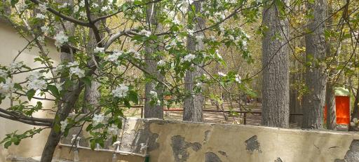 عکس باغ پل چوبی