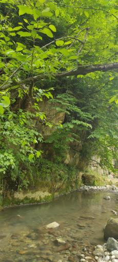 عکس پارک جنگلی خرماچال