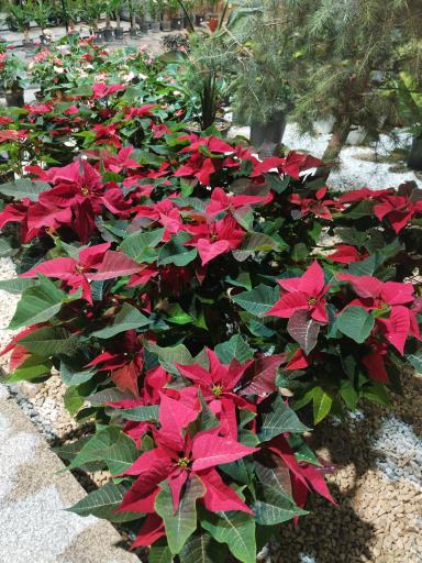 عکس گلستان بختیاری شعبه 2