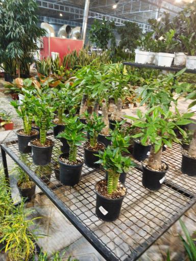 عکس گلستان بختیاری شعبه 2