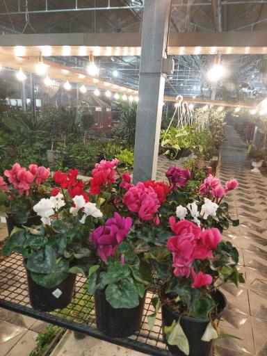 عکس گلستان بختیاری شعبه 2