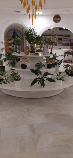 عکس شهر گل یاسمین