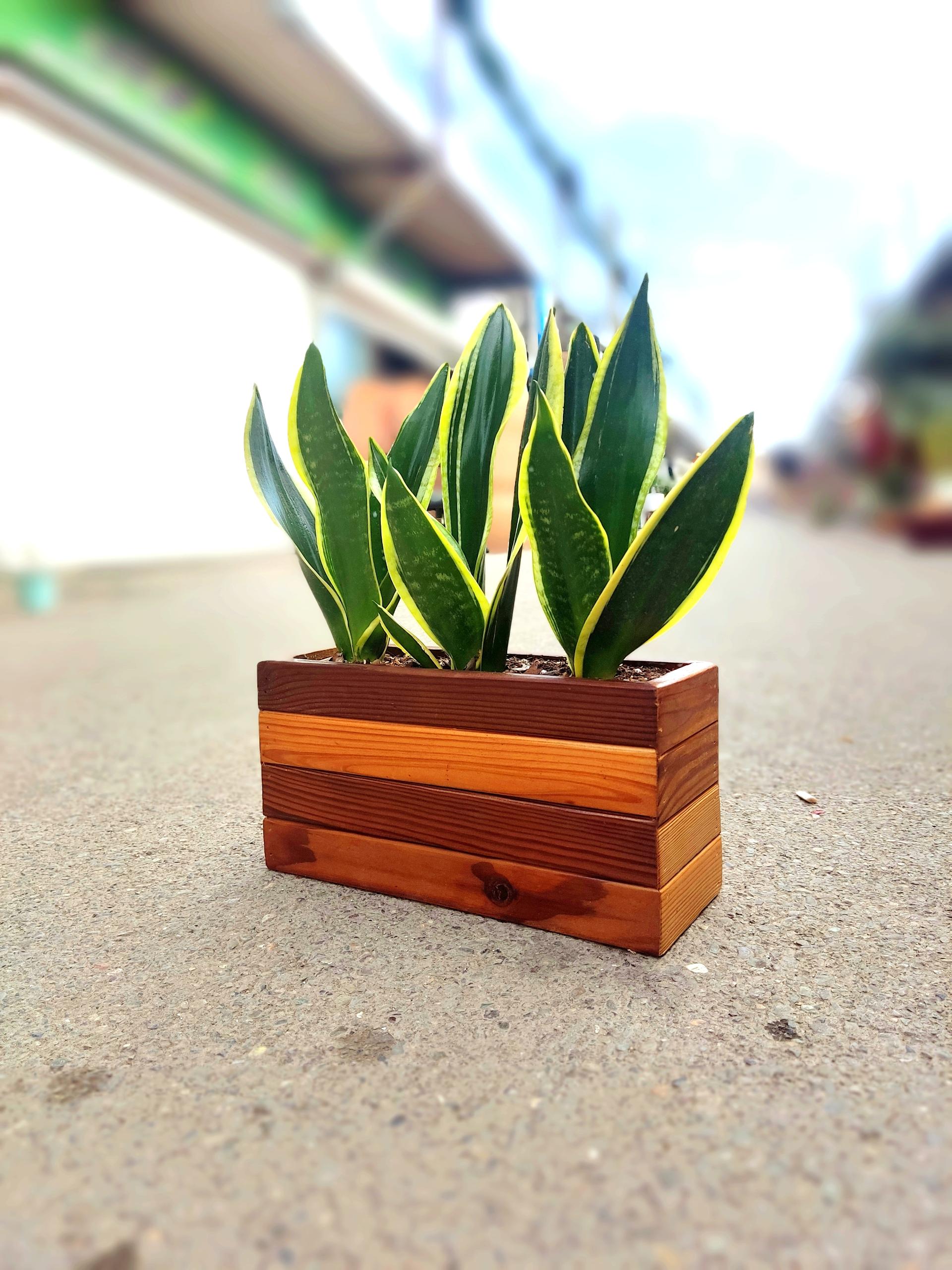 عکس گل پارمیس