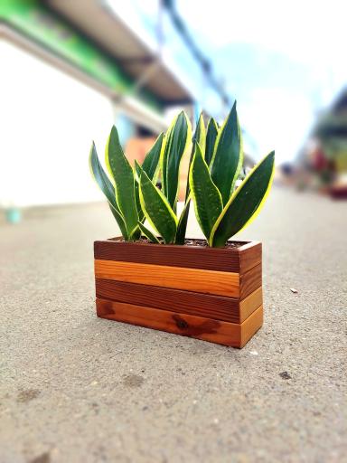 عکس گل پارمیس