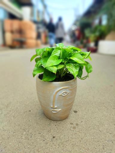 عکس گل پارمیس