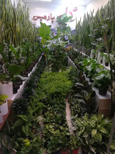 عکس گل پارمیس