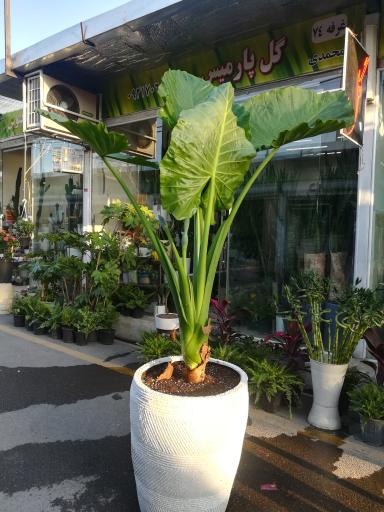 عکس گل پارمیس