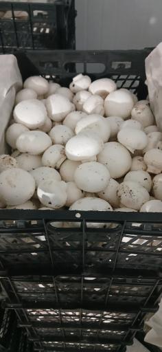 عکس قارچ و خاک آوا