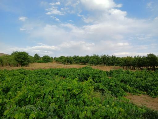 عکس رستوران ته چین