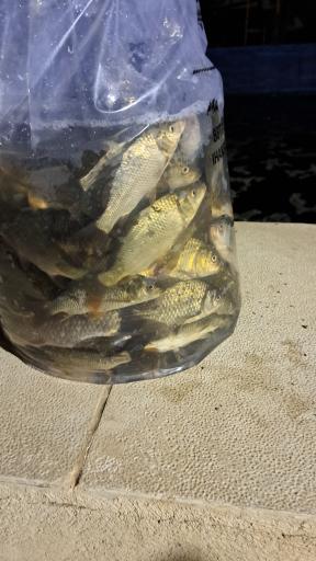 عکس ماهی سرا و پرورش ماهی گل ناز