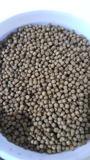 عکس ماهی سرا و پرورش ماهی گل ناز