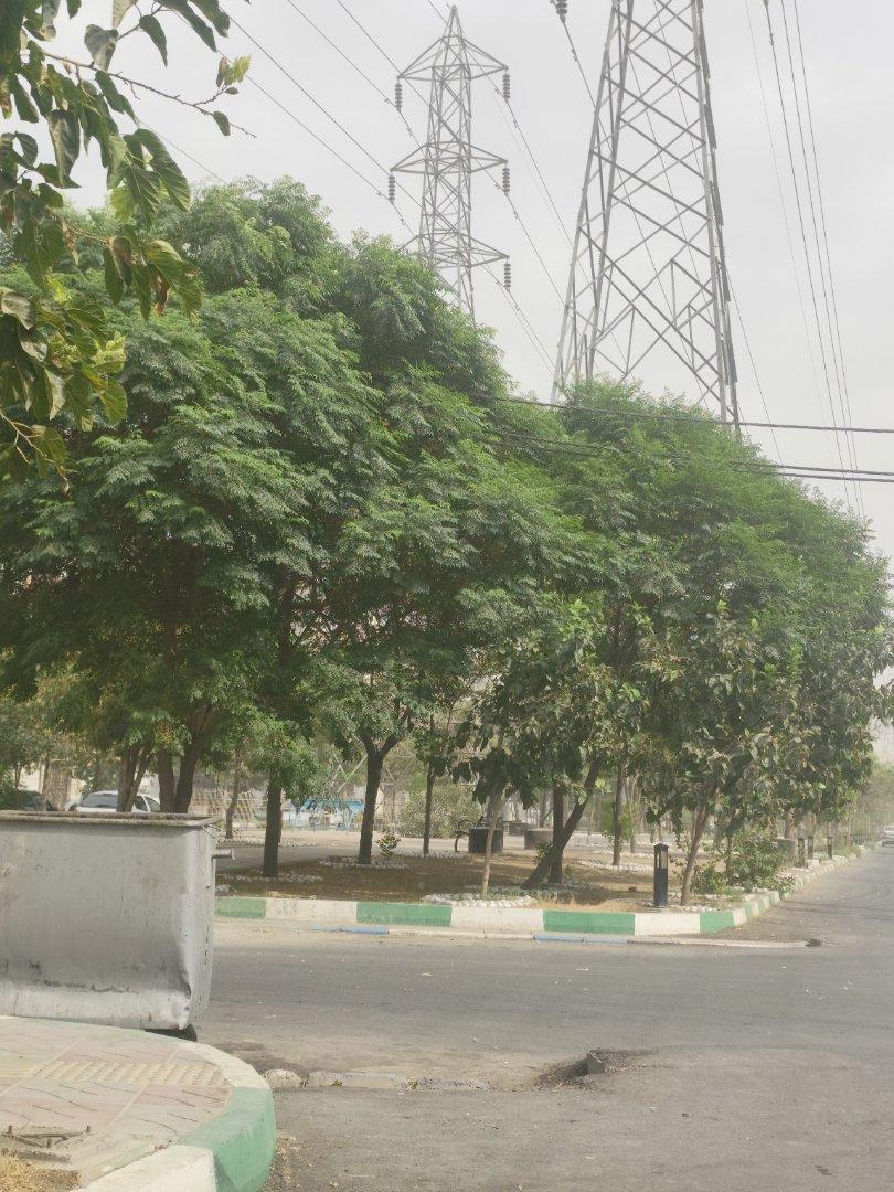عکس بوستان سبز