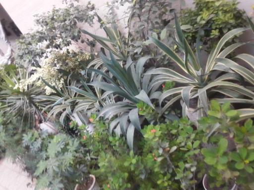 عکس مجتمع گل و گیاه الغدیر 