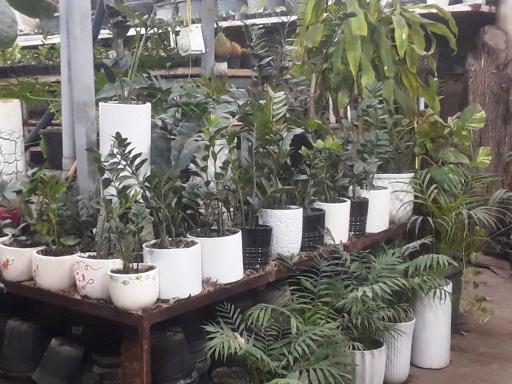 عکس مجتمع گل و گیاه الغدیر 