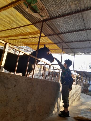 عکس باشگاه سوارکاری آزمون