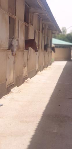 عکس باشگاه سوارکاری آزمون